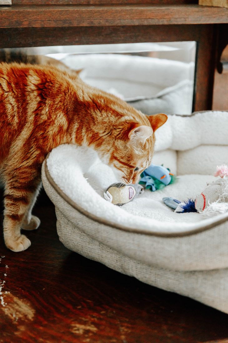 How to Create a Safe Space for Your Baby and Pet - cat with toys in cat bed