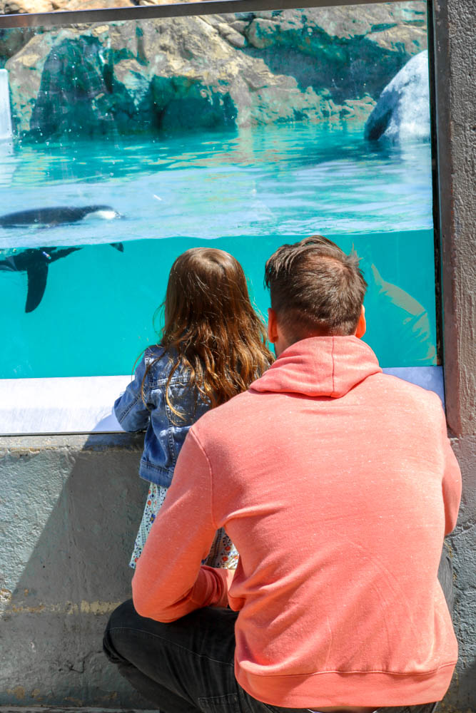 Dad and daughter looking at penguins at Mystic