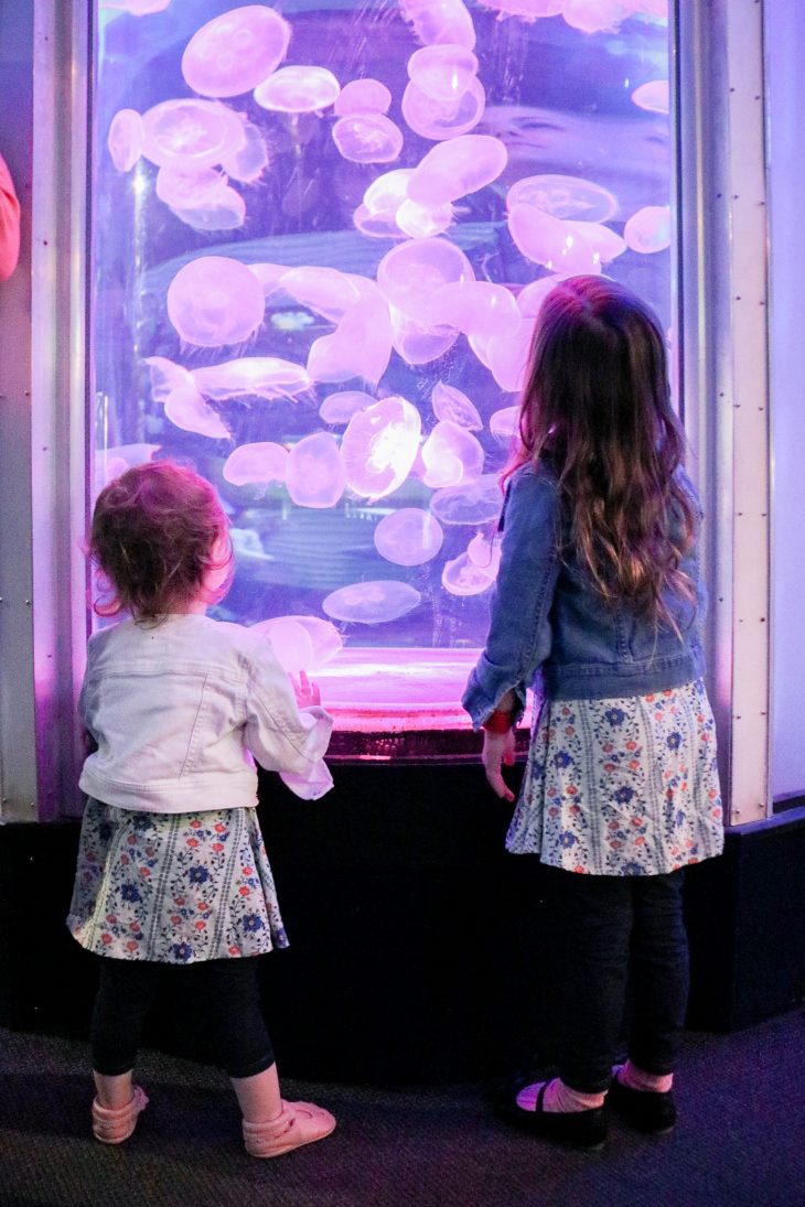 Kids looking at Jellyfish at Mystic
