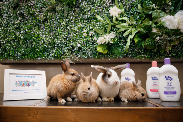 Bunnies standing on table under Baby Magic Floral Wall - Baby Magic launches a New Product Line with Wholesome Clean Ingredients by Caitlin Houston from Confessions of a Northern Belle 