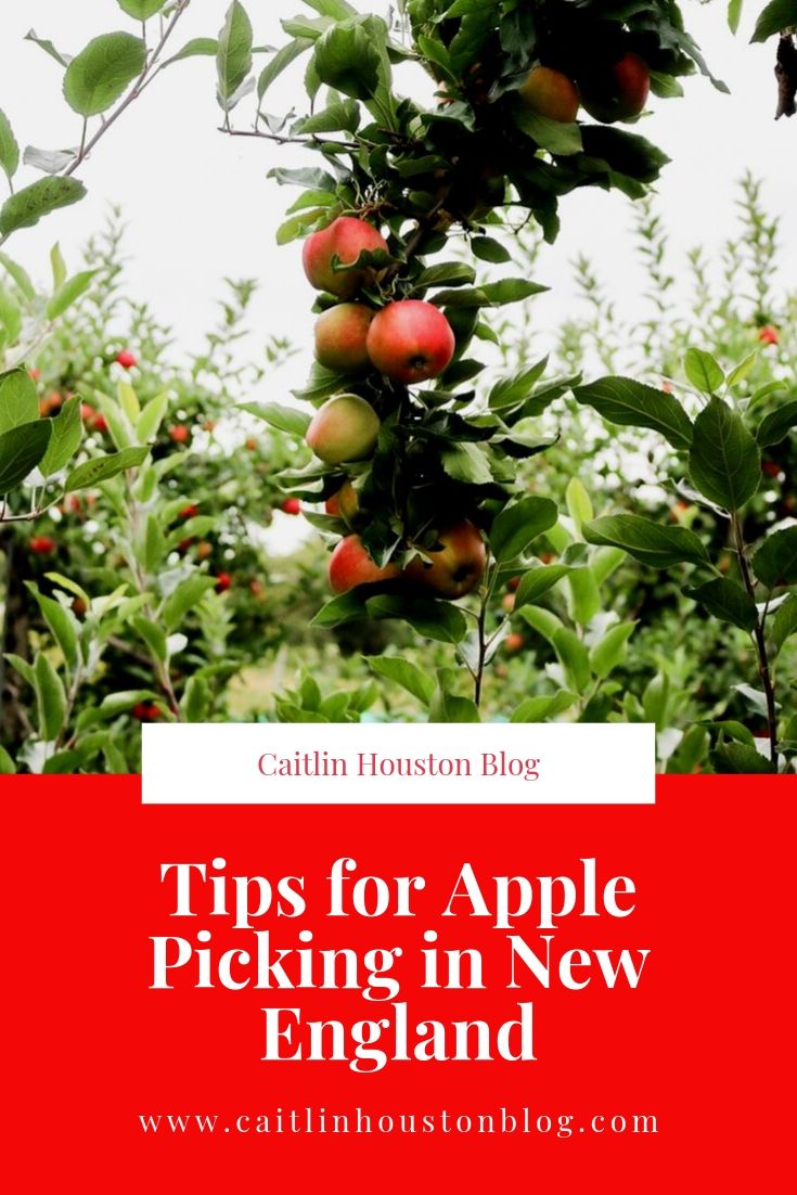 tips for apple picking in new england 
