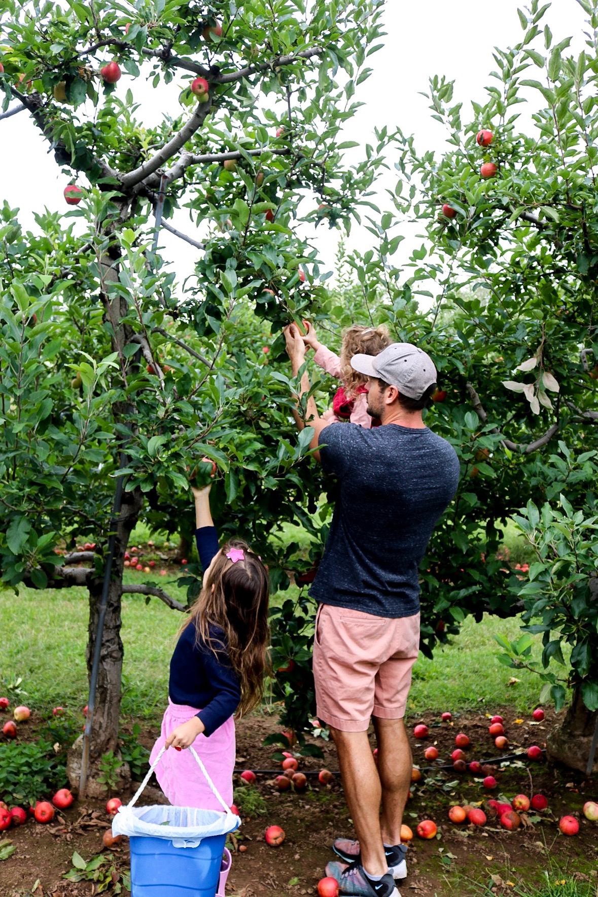 Dad helping daughters pick apples from tree