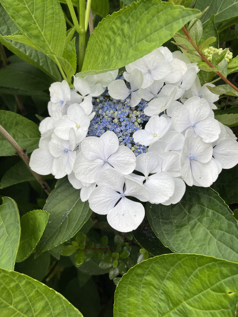 Hydrangea Blue and White