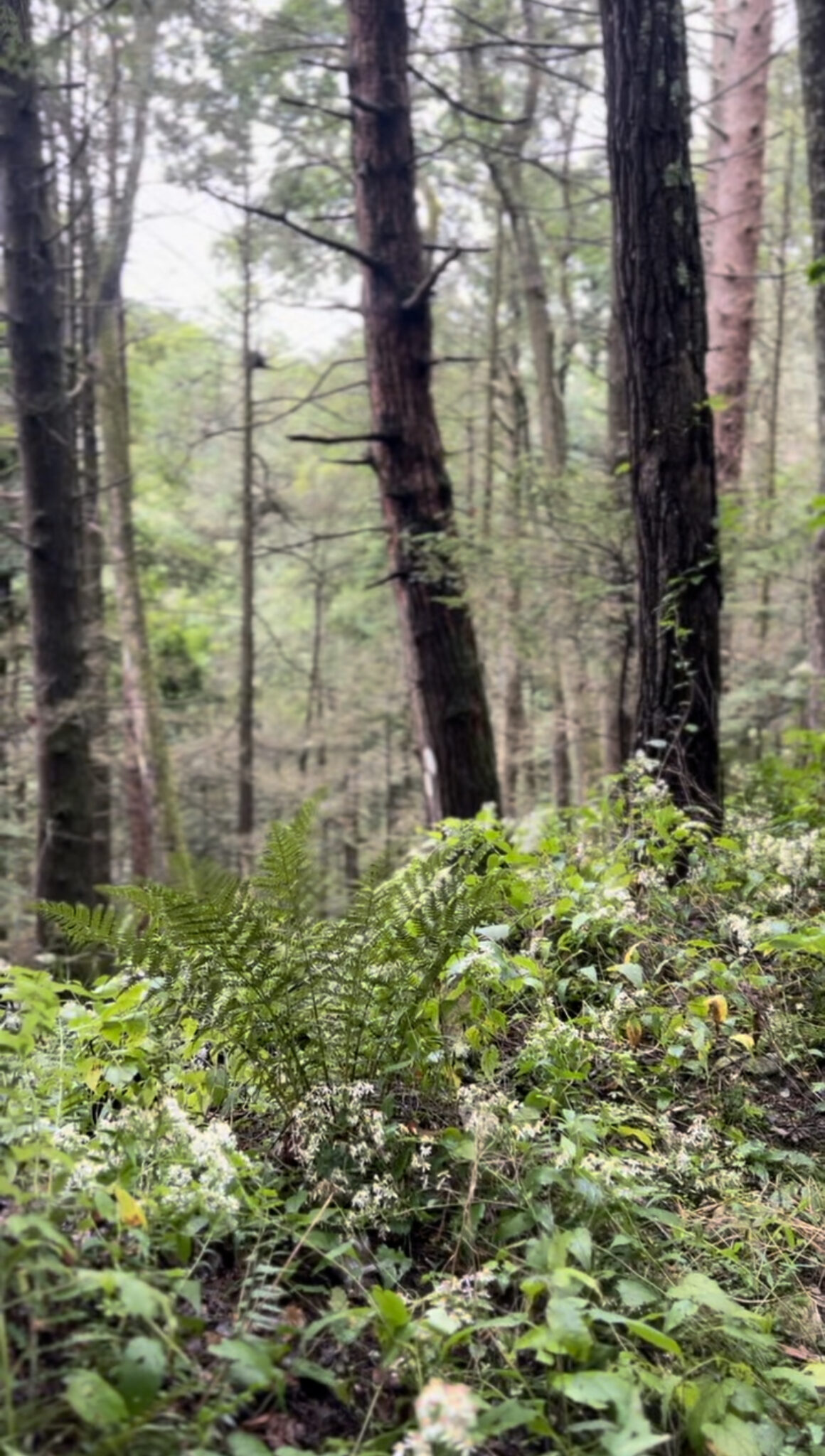 BENEFITS OF HIKING IN NATURE visual data 7