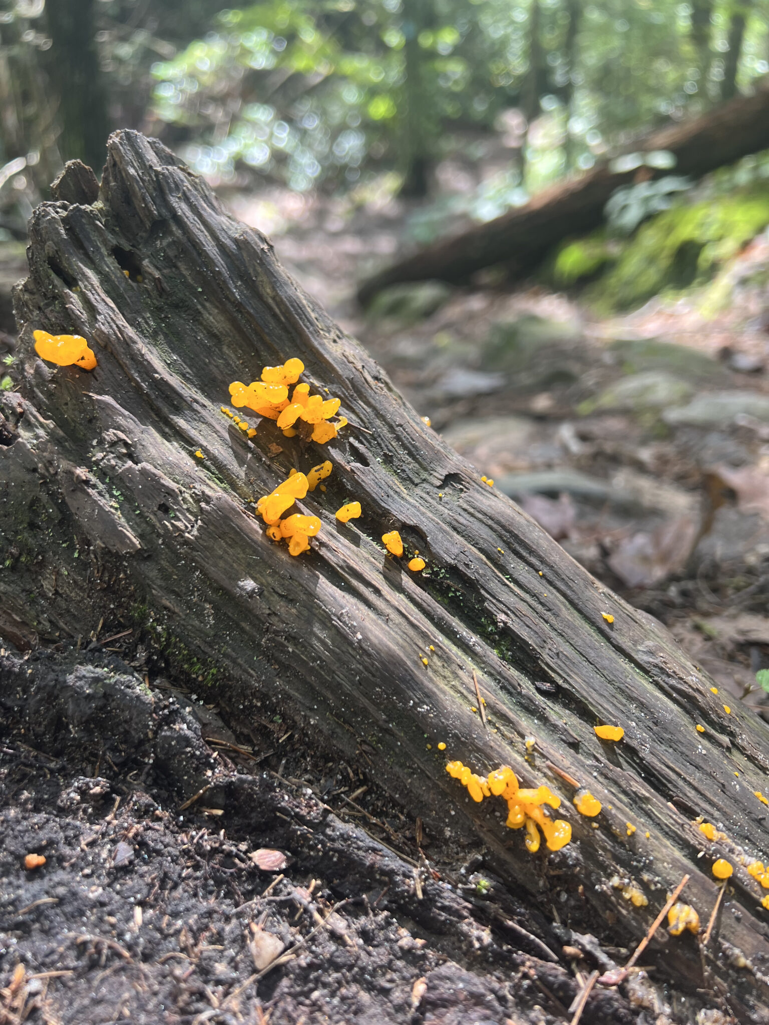 BENEFITS OF HIKING IN NATURE visual data 2