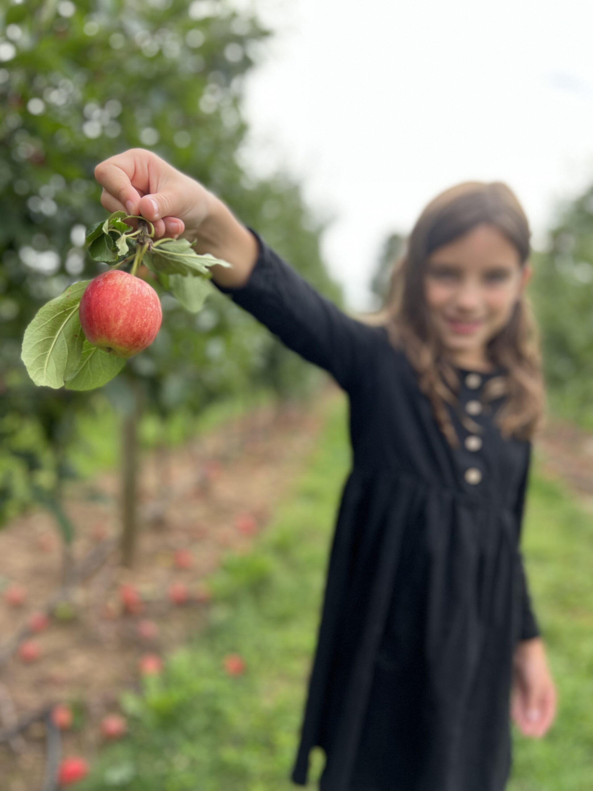 Apple Picking in New England: Best Tips & Timing in Connecticut