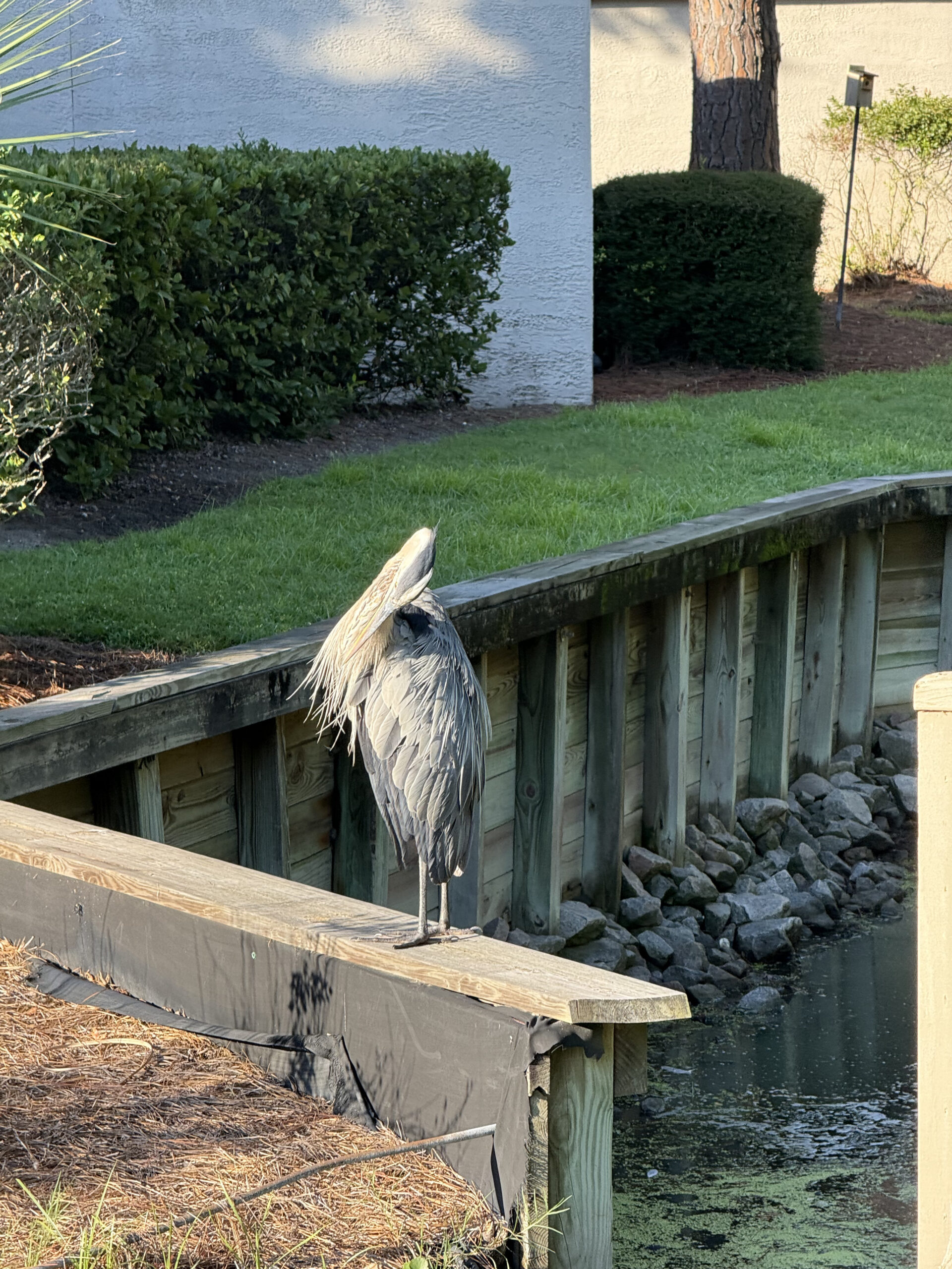 Heron on water way Sea Pines Hilton Head Travel Guide