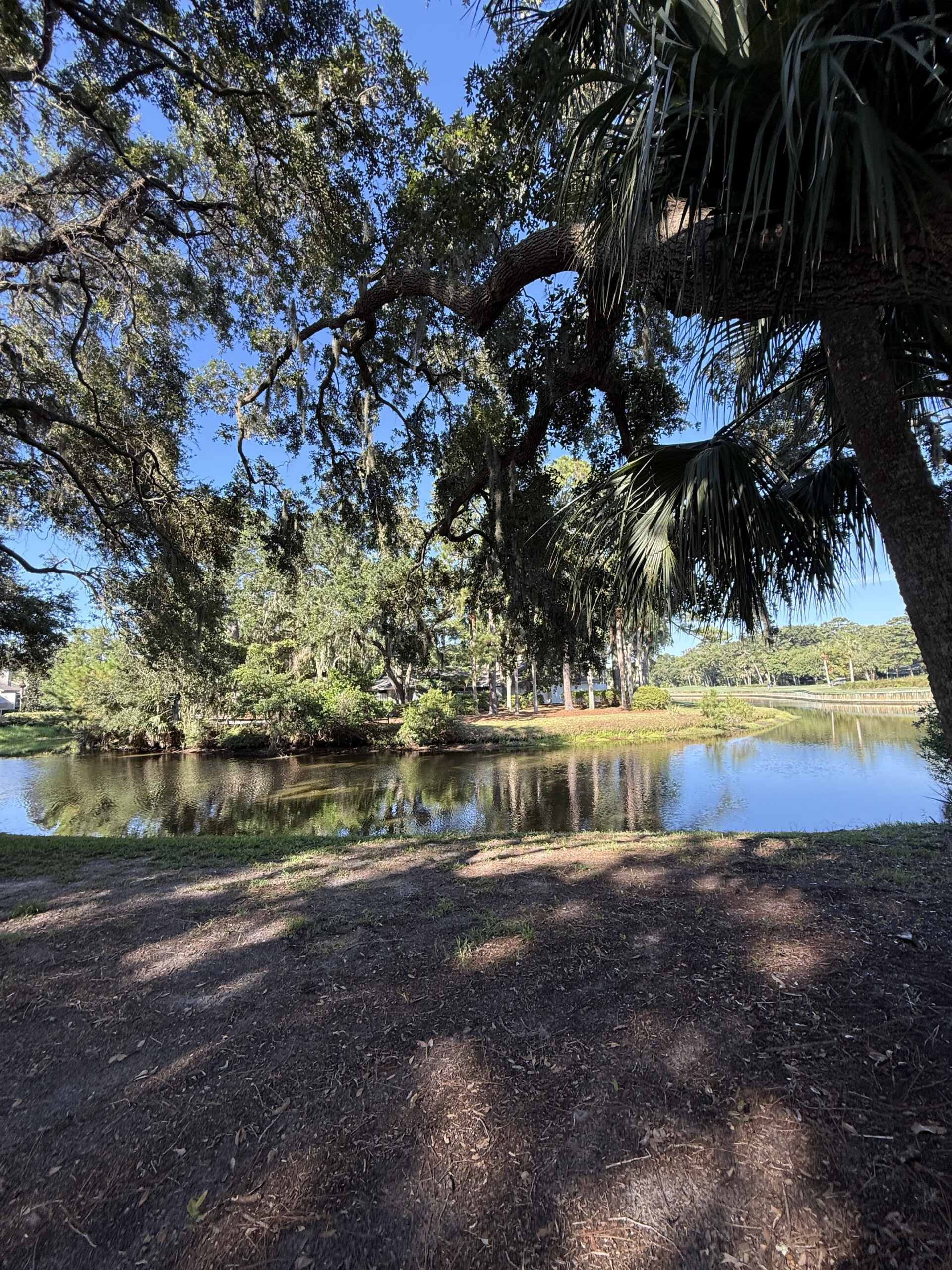 Beautiful Spanish Moss in Sea Pines Hilton Head Travel Guide