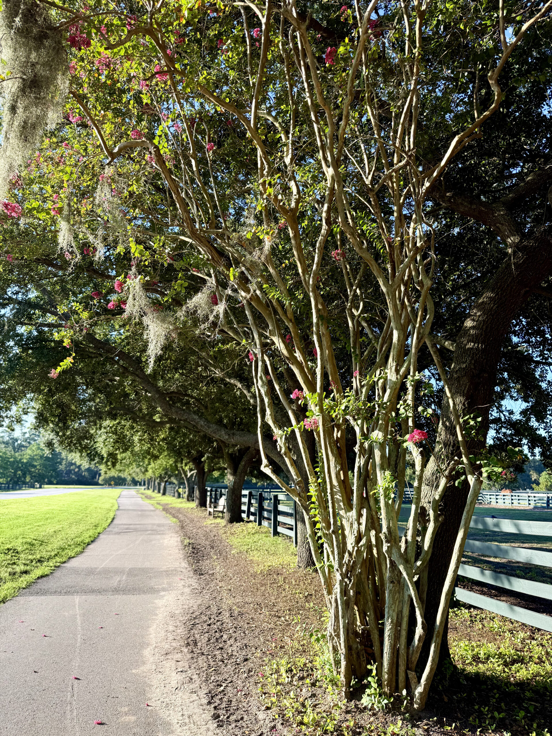 Sea Pines Walkway Spanish Moss in Hilton Head