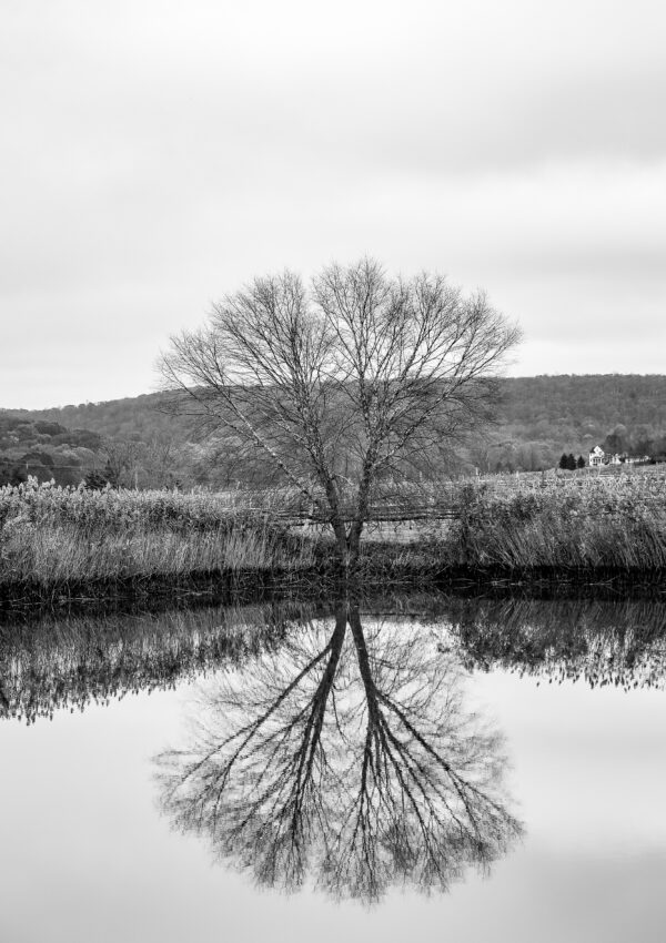 black and white photo of a tree reflection in a pond - its-okay-not-to-be-grateful