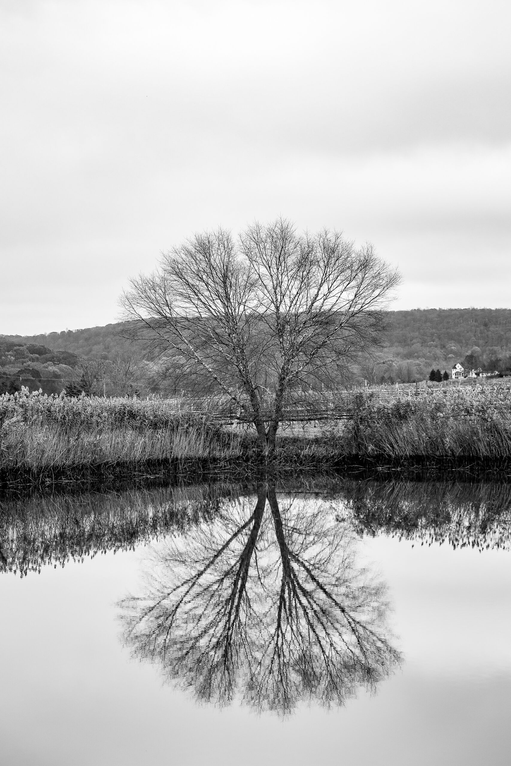 black and white photo of a tree reflection in a pond - its-okay-not-to-be-grateful