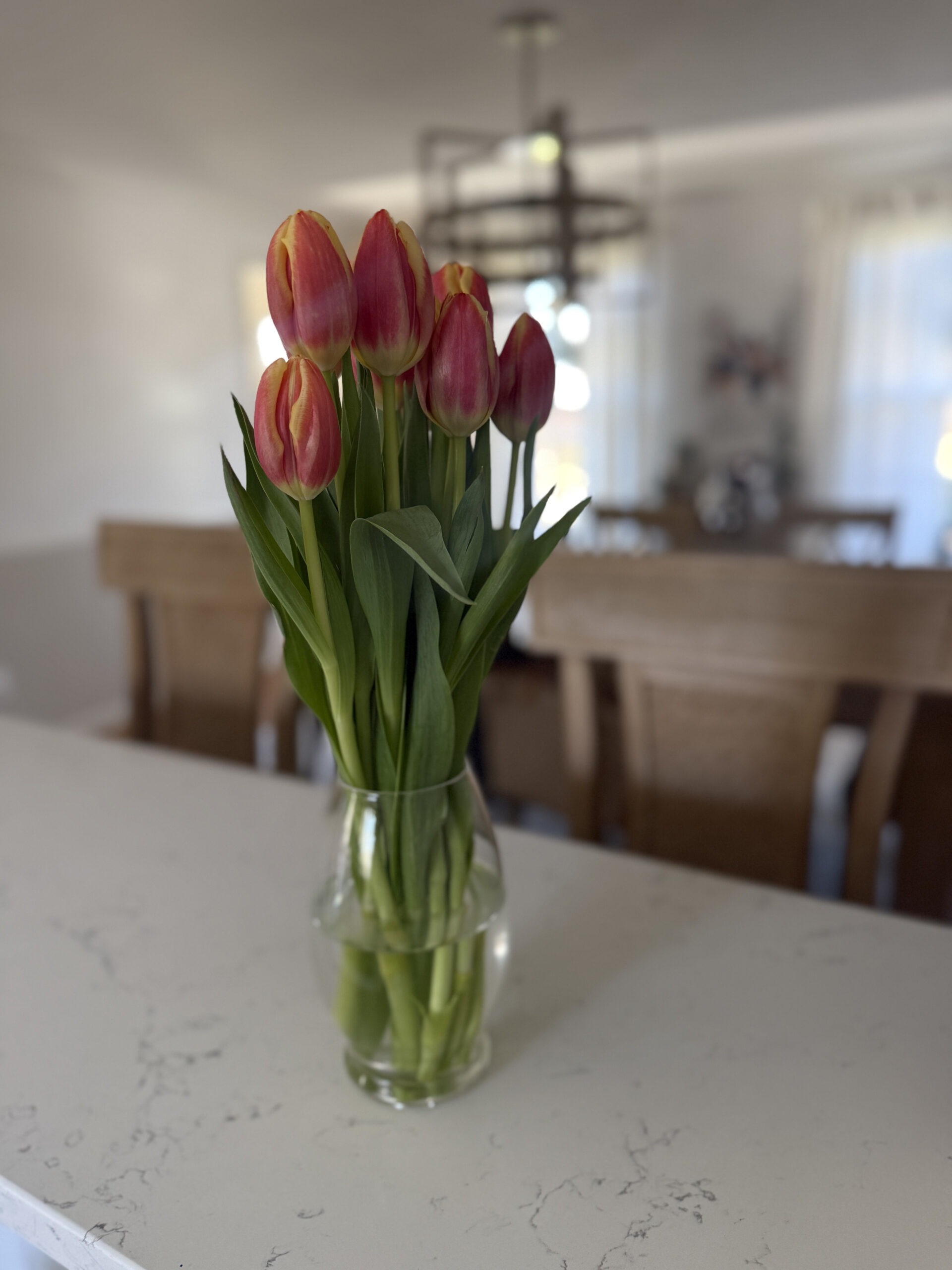 tulips for Caitlin 