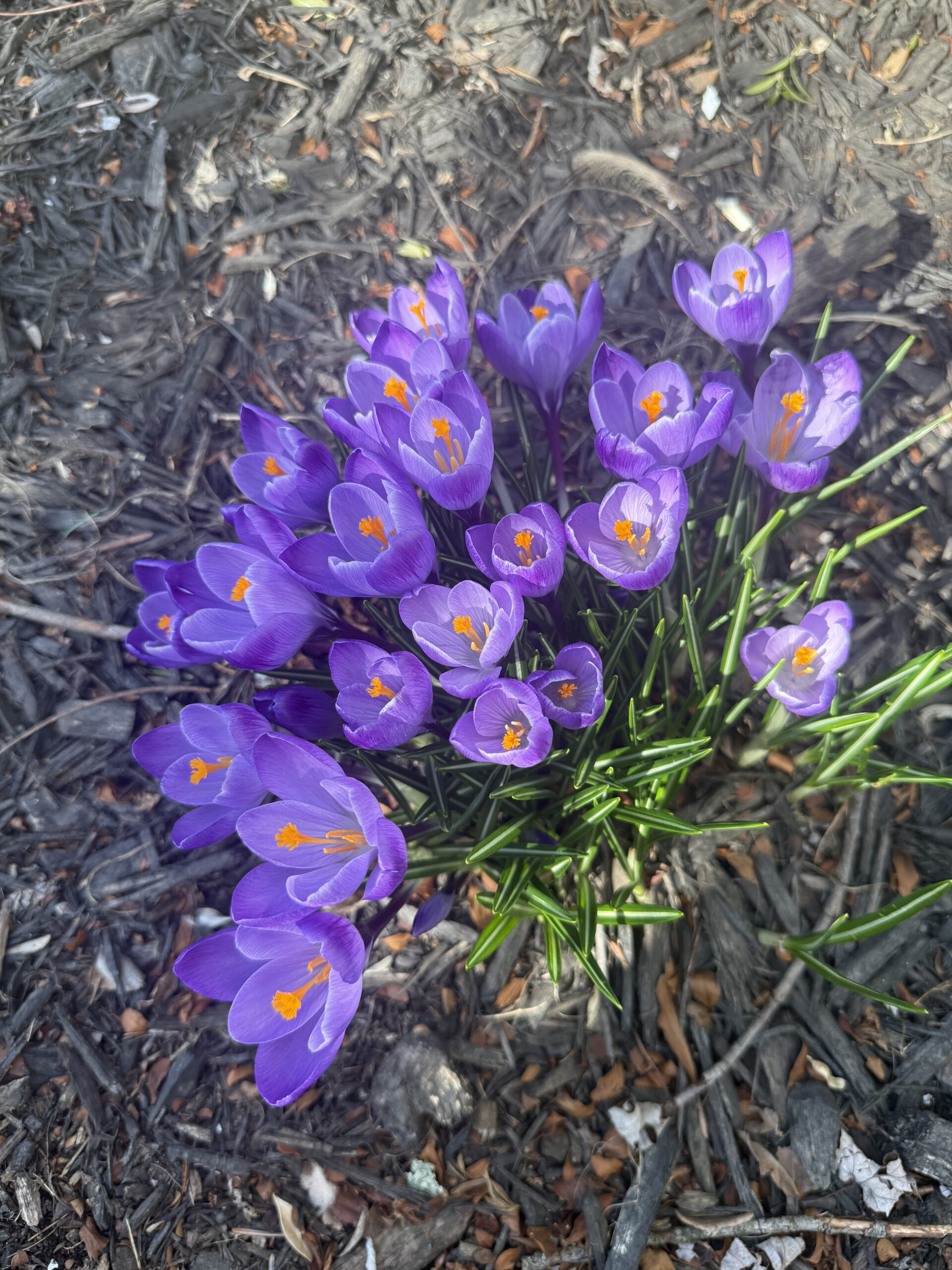 newly bloomed crocus