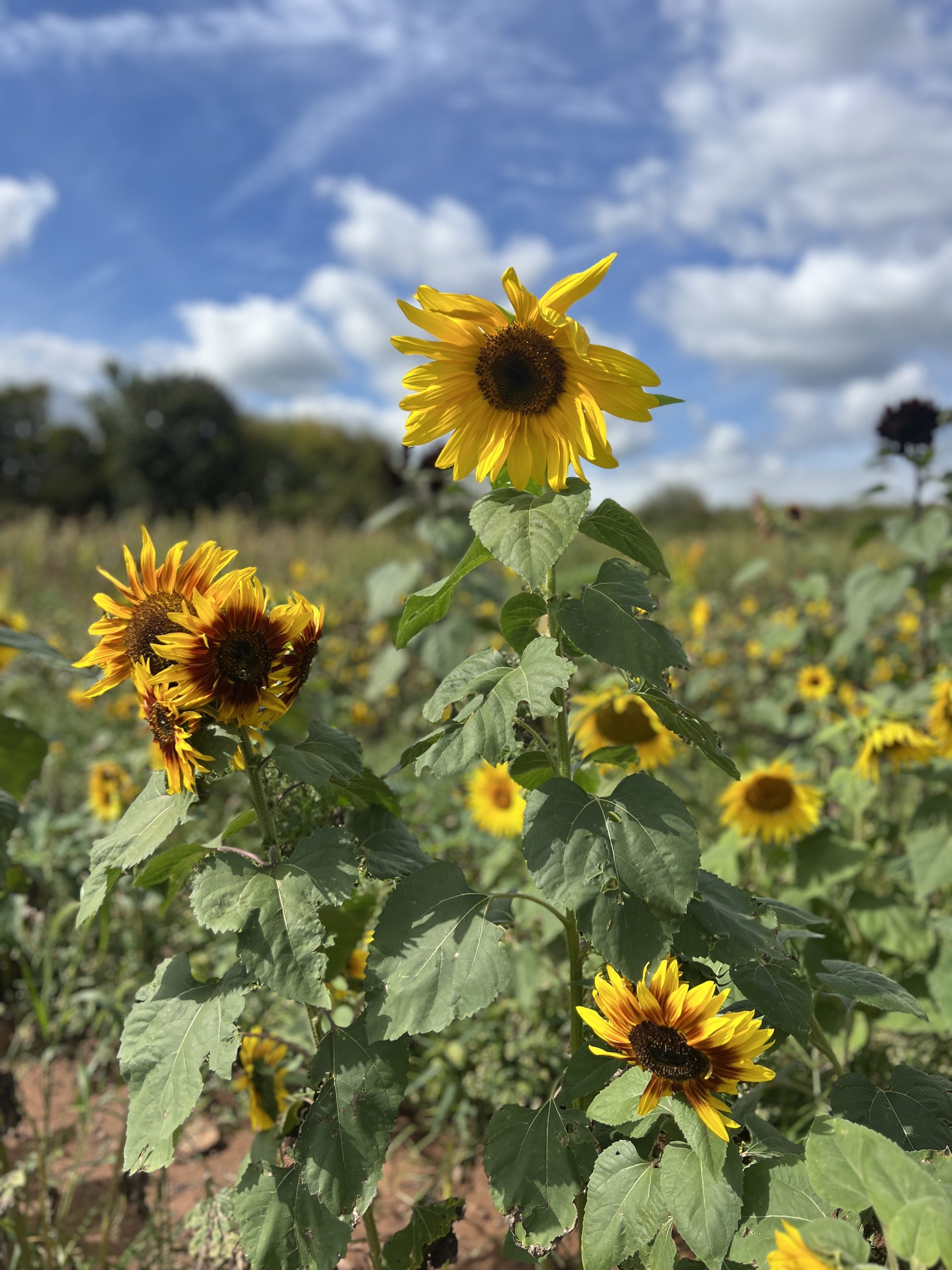 sunflowers beaumont farm 